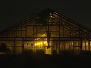 電照菊の栽培風景 電照菊の栽培風景