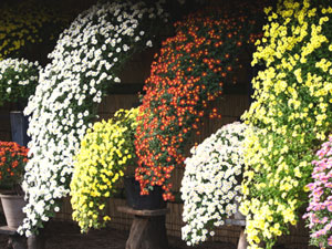 小菊の懸崖仕立て 小菊の懸崖仕立て