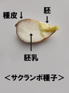 さくらんぼ種子 さくらんぼ種子