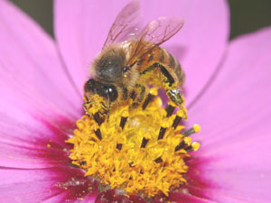 ミツバチによる虫媒授粉 ミツバチによる虫媒授粉