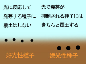 種まき後の覆土 種まき後の覆土