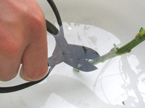水中で茎を斜めに切る「水切り」 水中で茎を斜めに切る「水切り」