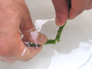 水中で茎を折る「水折り」 水中で茎を折る「水折り」