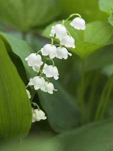 宿根草のスズラン 宿根草のスズラン