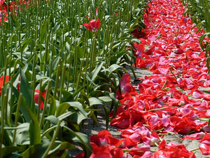 摘花されたチューリップ 摘花されたチューリップ