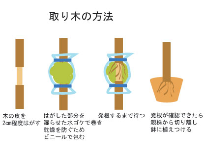 取り木の方法 取り木の方法