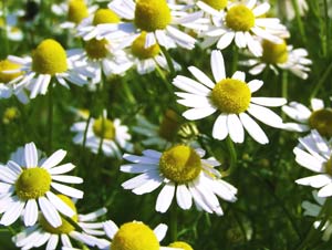 ギリシャ語で「大地のリンゴ」を意味するカモミールは、古来から薬草として利用されてきた ギリシャ語で「大地のリンゴ」を意味するカモミールは、古来から薬草として利用されてきた