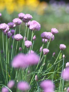 セイヨウアサツキとも呼ばれるチャイブは、ネギのような芳香があり、料理の薬味に適する セイヨウアサツキとも呼ばれるチャイブは、ネギのような芳香があり、料理の薬味に適する