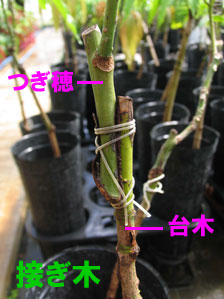 つぎ穂には、増やしたい植物の枝や芽を使う つぎ穂には、増やしたい植物の枝や芽を使う