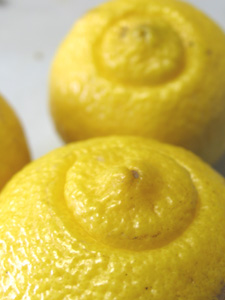 日向夏の枝変わり「はるか」 日向夏の枝変わり「はるか」
