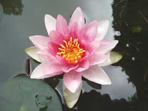 睡蓮の開花 睡蓮の開花
