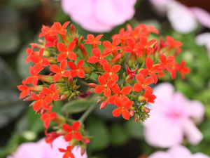 短日植物のカランコエ 短日植物のカランコエ