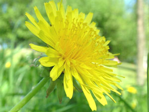 タンポポは集合花 タンポポは集合花