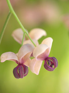 アケビの雄花 アケビの雄花