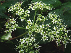セリ科植物、アシタバの傘形花序(さんけいかじょ) セリ科植物、アシタバの傘形花序(さんけいかじょ)