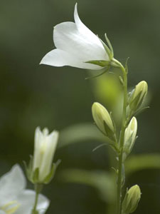 二年生植物のカンパニュラ、風鈴草(ふうりんそう)、釣鐘草(つりがねそう)とも呼ばれる 二年生植物のカンパニュラ、風鈴草(ふうりんそう)、釣鐘草(つりがねそう)とも呼ばれる