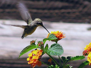 花の蜜を吸うハチドリによる鳥媒受粉 花の蜜を吸うハチドリによる鳥媒受粉