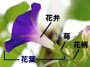 アサガオの花 アサガオの花