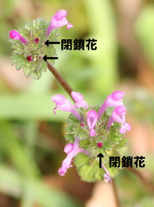 ホトケノザの閉鎖花 ホトケノザの閉鎖花