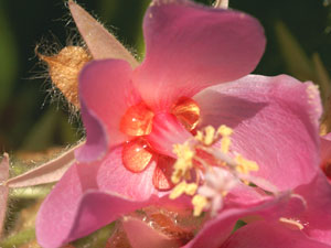 蜜を分泌するドンベア(ドンベヤ)の花 蜜を分泌するドンベア(ドンベヤ)の花
