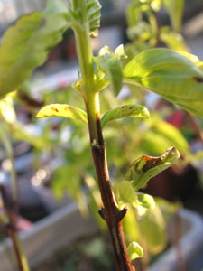 木質化したバジルの茎 木質化したバジルの茎