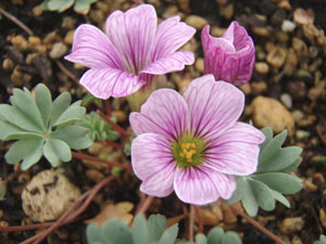 オキザリスの花弁には、葉脈の名残のスジが見られる オキザリスの花弁には、葉脈の名残のスジが見られる