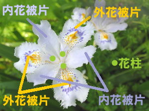 シャガの花被(かひ) シャガの花被(かひ)