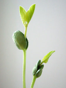 マメ科植物の肥大した子葉 マメ科植物の肥大した子葉