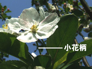 姫りんごの小花柄(しょうかへい) 姫りんごの小花柄(しょうかへい)