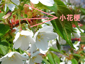 サクランボの小花梗(しょうかこう) サクランボの小花梗(しょうかこう)