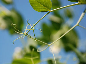 つる植物の巻きひげ つる植物の巻きひげ